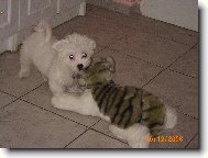 Maltese