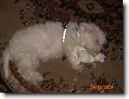 Maltese