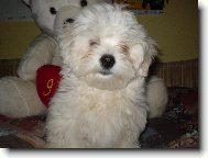 Maltese