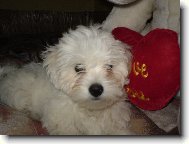 Maltese