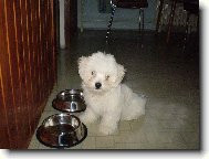 Maltese