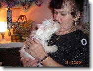 Maltese