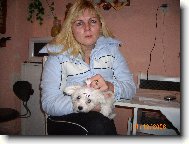 Maltese