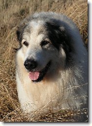 Chien de Montagne des Pyrnes