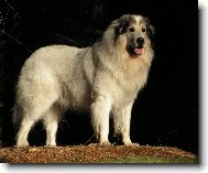 Chien de Montagne des Pyrnes