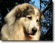Chien de Montagne des Pyrnes
