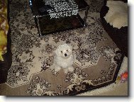 Maltese