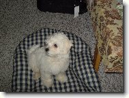 Maltese