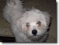 Maltese