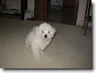 Maltese