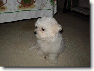 Maltese