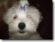 Maltese