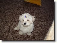 Maltese