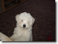 Maltese