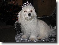 Maltese