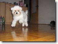 Bichon � poil fris�, Bichon Frise