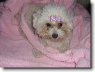 Bichon � poil fris�, Bichon Frise