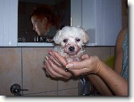 Maltese