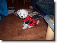 Maltese