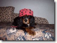 Cavalier King Charles Spaniel