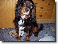Cavalier King Charles Spaniel