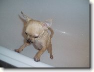 Chihuahua