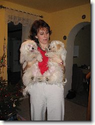 Maltese