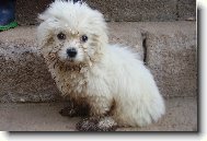 Maltese