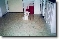 Bichon � poil fris�, Bichon Frise