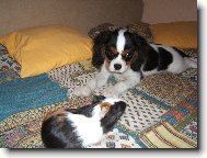 Cavalier King Charles Spaniel