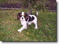 Cavalier King Charles Spaniel