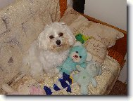 Maltese
