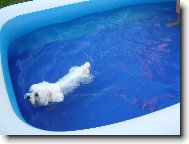 Maltese