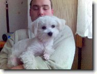 Maltese