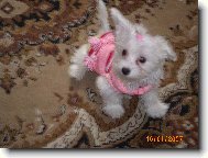 Maltese