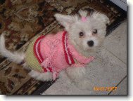 Maltese