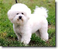 Bichon � poil fris�, Bichon Frise