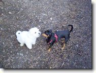 Maltese