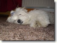 Maltese