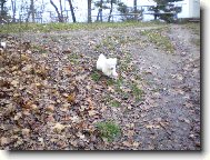 Maltese