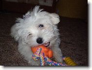 Maltese