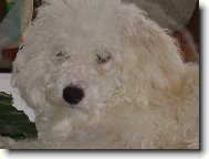 Bichon � poil fris�, Bichon Frise