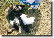 Bichon � poil fris�, Bichon Frise