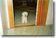 Bichon � poil fris�, Bichon Frise