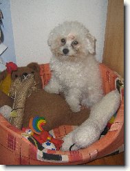 Bichon � poil fris�, Bichon Frise