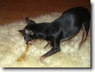 PRAGUE RATTER