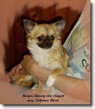 Chihuahua