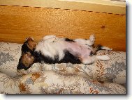 Cavalier King Charles Spaniel