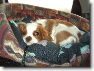 Cavalier King Charles Spaniel