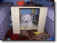 Maltese